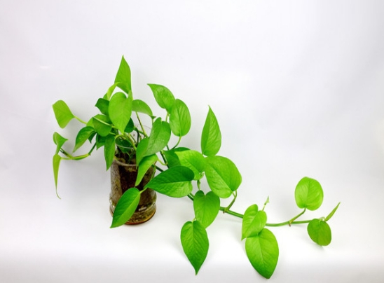 12种室内观叶植物常见病虫害防治